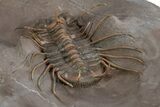 Amazing, Rare Odontopleurid Trilobite - Jorf, Morocco #315723-4